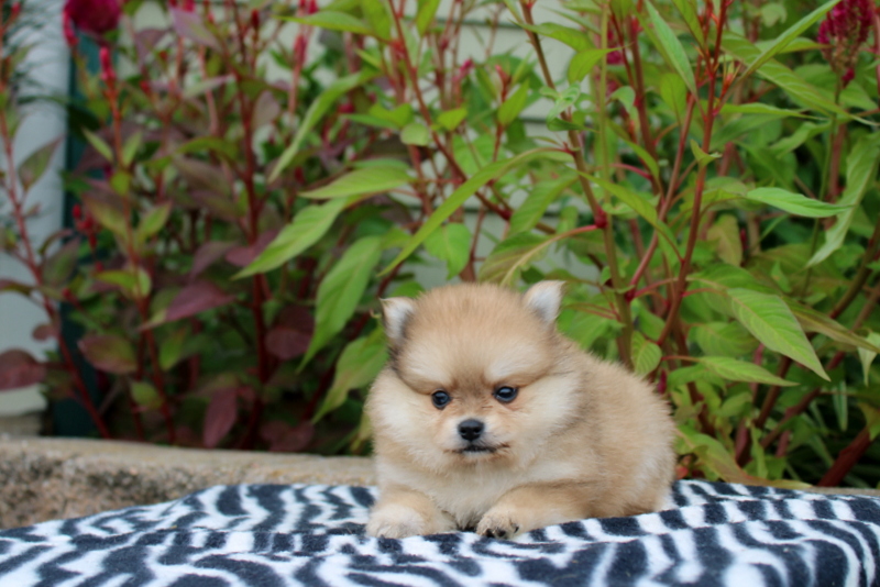 puppy, for, sale, Pomeranian, Matthew B. Stoltzfus, dog, breeder, Gap, PA, dog-breeder, puppy-for-sale, forsale, nearby, find, puppyfind, locator, puppylocator, aca
